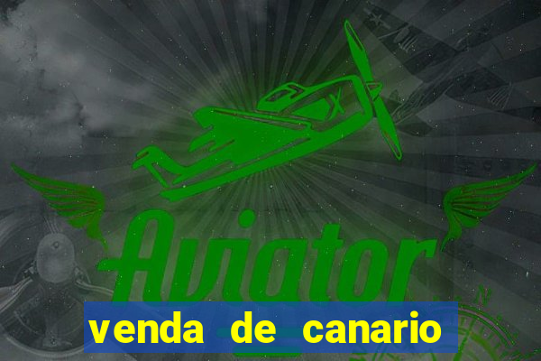 venda de canario belga bahia